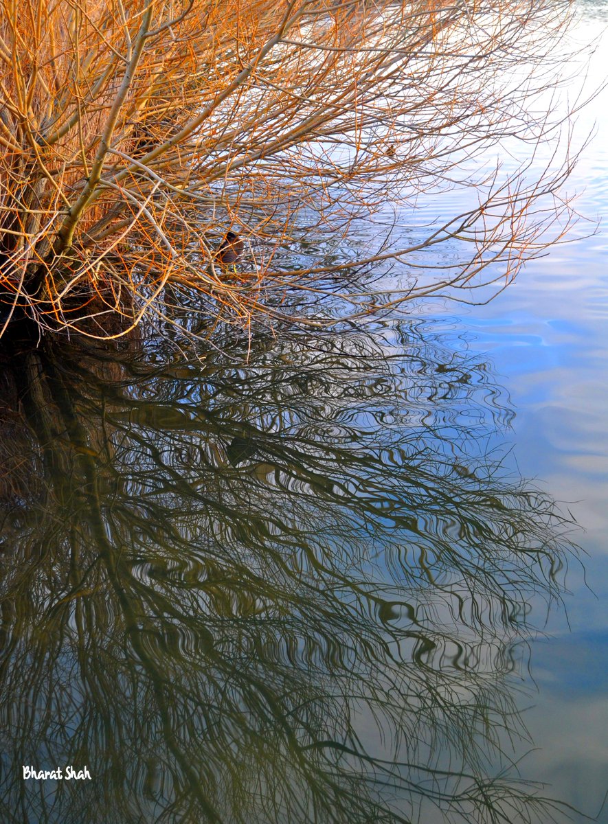 Time to #reflect and review. 
Furzton Lake (Milton Keynes) early morning. 
#scenesfromMK
#REFLECTION #reflections 
#StormHour