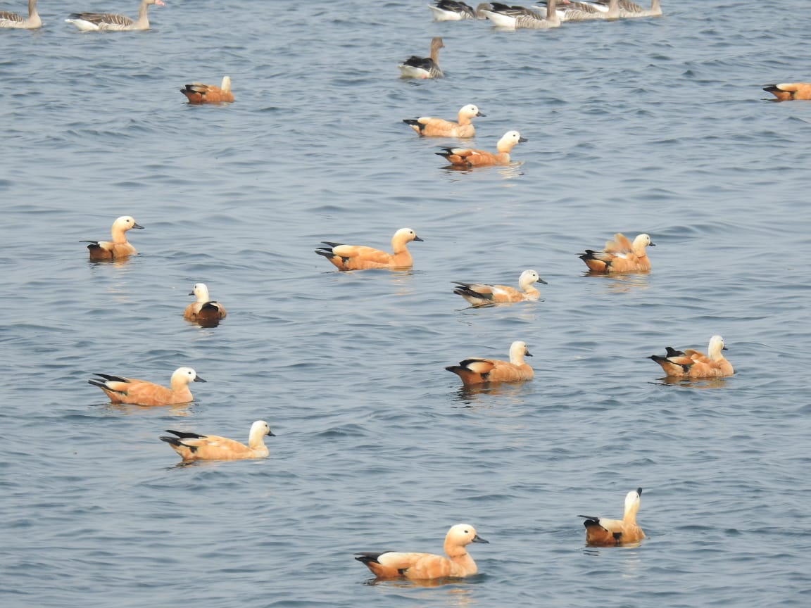 The Wadhwana, a Ramsar site is an important wetland for its birdlife as it provides wintering ground to migratory waterbirds, including more than 80 species that migrate on the Central Asian Flyway.
Booking for Wadhwana campsite: 
vadodarawildlife.in/sidebar-search…
