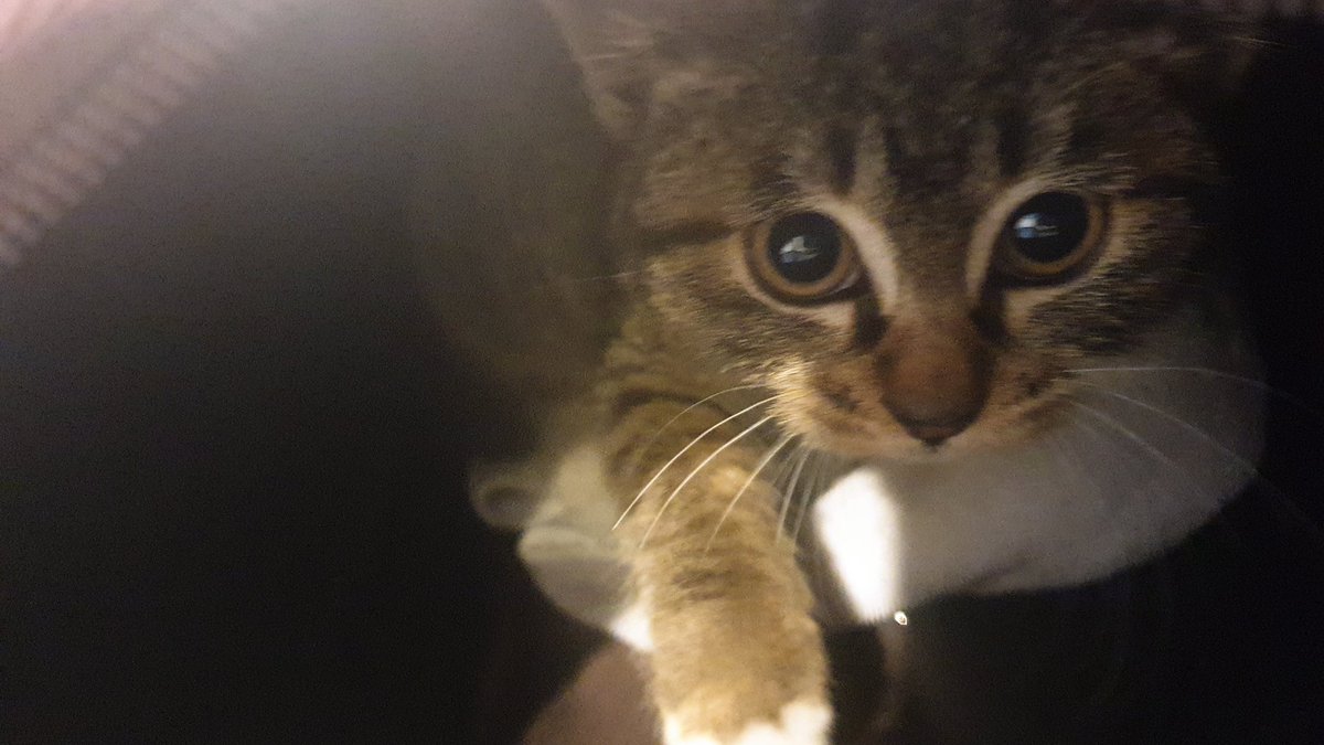 Nyanrin_Nokcha's tweet photo. 아기 녹차 1차 접종 받았어요~
그리고 정말 감사한 인연이 닿아 녹차의 입양처가 정해졌답니다!!
이번주 토요일에 녹차는 새 집으로 가서 둘째고양이가 되어요!
낯가림 없이 뭐든 좋아하는 녹차라서 금방 적응하고 잘 지내길 바라고있어요🥰🥰
녹차의 냥생역전!을 도와주셔서 다들 감사합니다!! https://t.co/ATbMozQ4kh