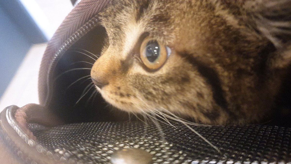 Nyanrin_Nokcha's tweet photo. 아기 녹차 1차 접종 받았어요~
그리고 정말 감사한 인연이 닿아 녹차의 입양처가 정해졌답니다!!
이번주 토요일에 녹차는 새 집으로 가서 둘째고양이가 되어요!
낯가림 없이 뭐든 좋아하는 녹차라서 금방 적응하고 잘 지내길 바라고있어요🥰🥰
녹차의 냥생역전!을 도와주셔서 다들 감사합니다!! https://t.co/ATbMozQ4kh