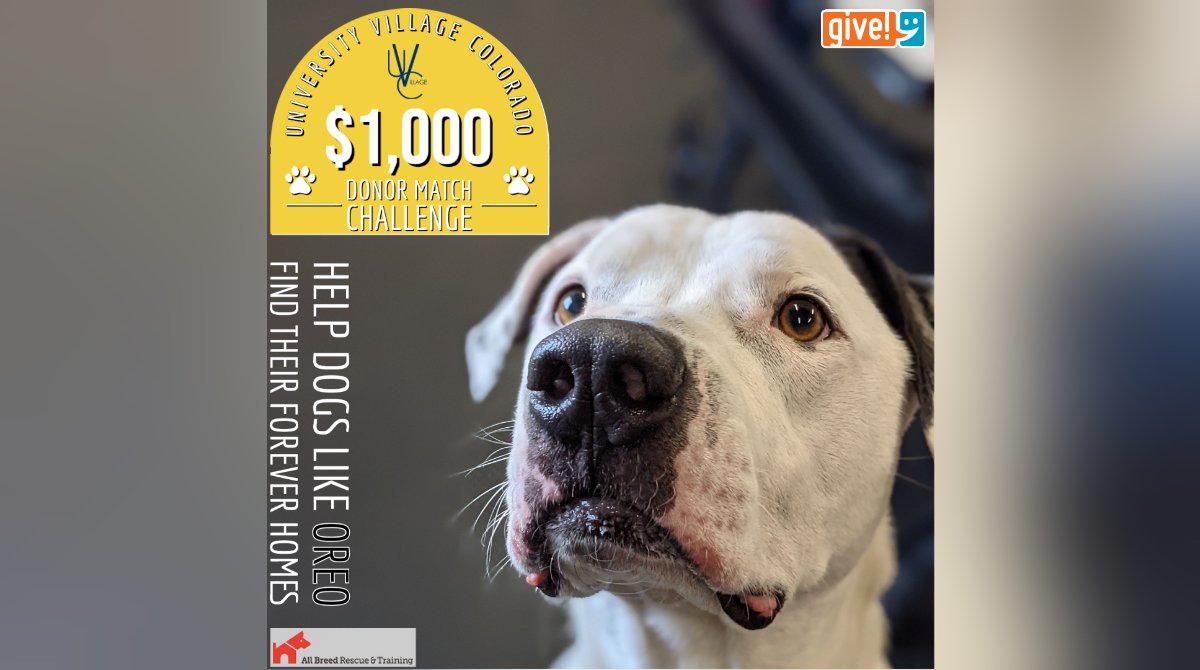 ABRTColorado's tweet photo. DONOR MATCH CHALLENGE from University Village Colorado!  

Earn awesome rewards, help ABRT unlock $1,000, and support amazing rescue dogs like Oreo by donating at https://t.co/yLsl6Rtq7d 

Pittie rejoinders offered at no cost 🧐🐾

#oreolovescookies #goodestboyoreo #mawvelous https://t.co/vqUlCccQrg