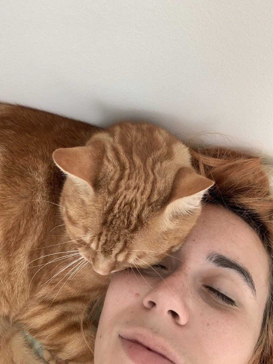 shankschatroux's tweet photo. L’oreiller humain, je recommande #miaou #chat #croquette https://t.co/dhsYnITWxw