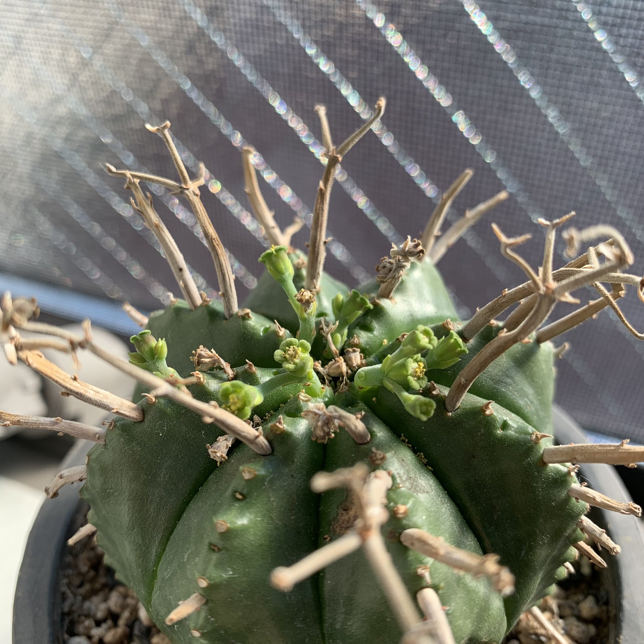 スーパーバリダ - Search / X