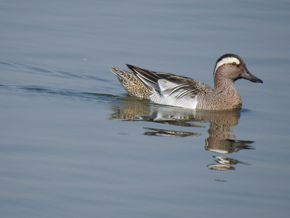 At Wadhwana , Vadodara Wild Life  division, Vadodara has a lodging facility ( tents with attached toilets); managed by forest department at a reasonable fare (including all meals) . Best time to visit is October- March.
Booking for Wadhwana campsite 
vadodarawildlife.in/sidebar-search…