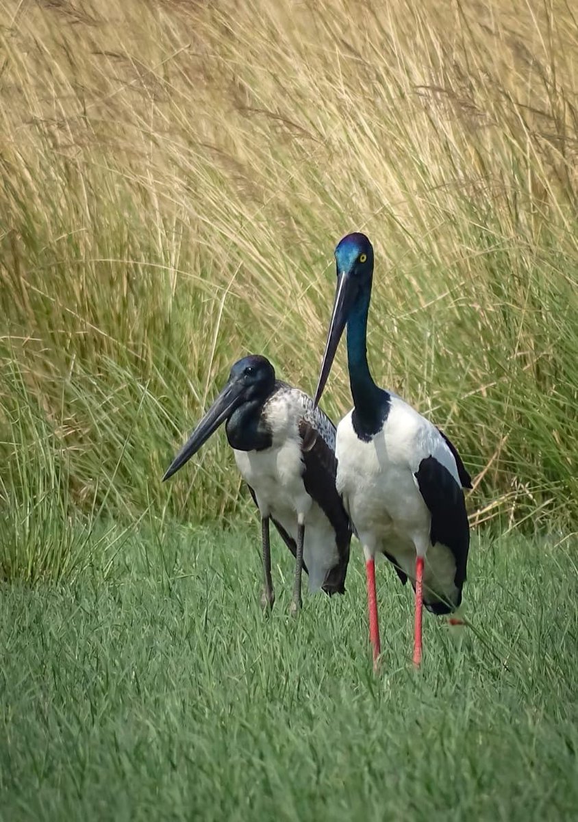 Booking for Wadhwana campsite 
vadodarawildlife.in/sidebar-search…