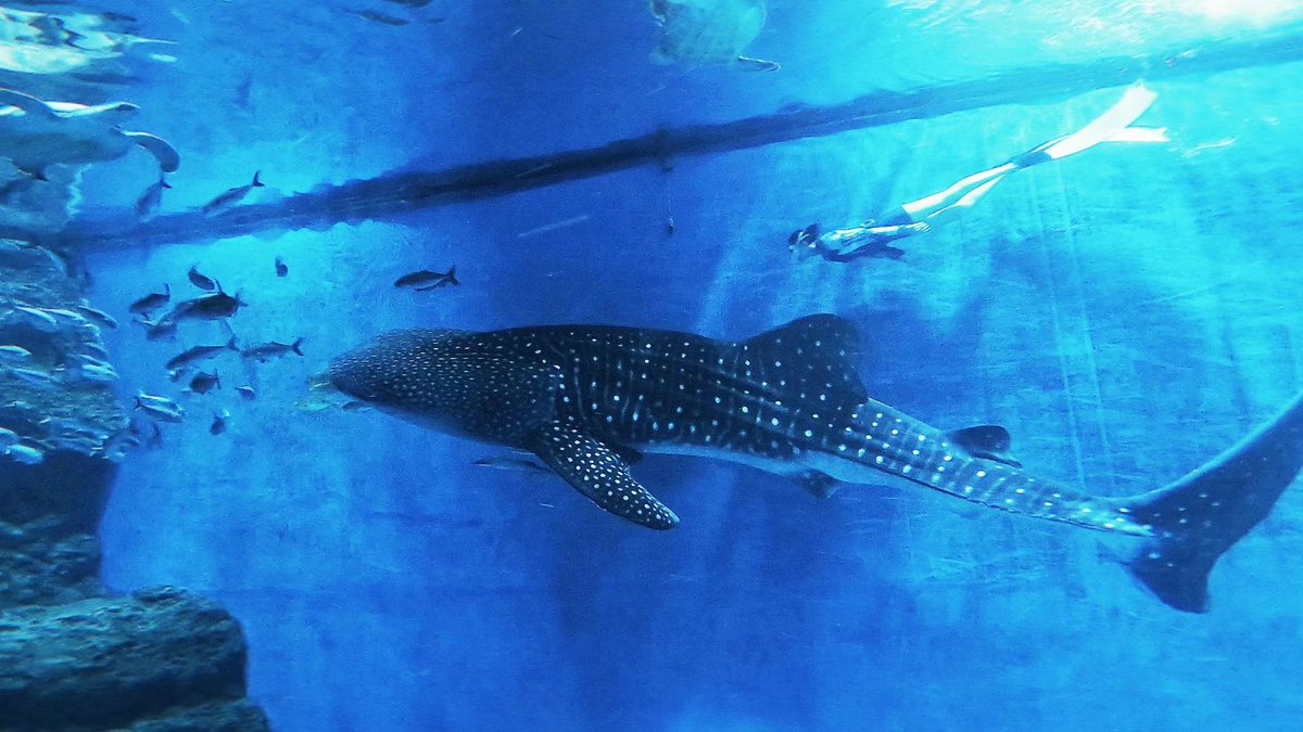 wangdashunlike's tweet photo. Let's go diving together when the weather is fine. https://t.co/D8XHXzX90n