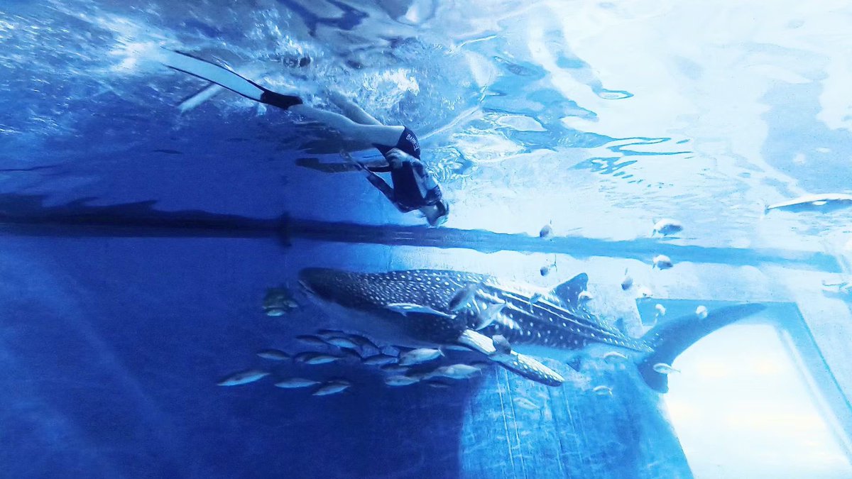wangdashunlike's tweet photo. Let's go diving together when the weather is fine. https://t.co/D8XHXzX90n
