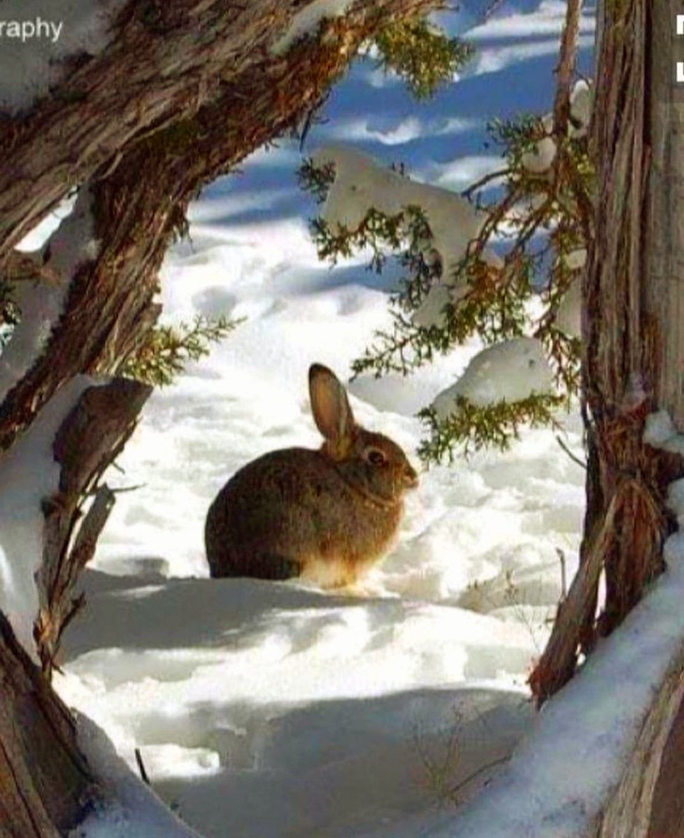 Buongiorno a tutti...
Buon mercoledì...
❄🍁🌹❣🎀🍀❤☕