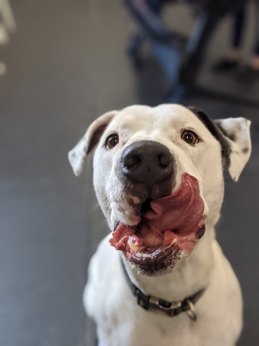 ABRTColorado's tweet photo. DONOR MATCH CHALLENGE from University Village Colorado!  

Earn awesome rewards, help ABRT unlock $1,000, and support amazing rescue dogs like Oreo by donating at https://t.co/yLsl6Rtq7d 

Pittie rejoinders offered at no cost 🧐🐾

#oreolovescookies #goodestboyoreo #mawvelous https://t.co/vqUlCccQrg