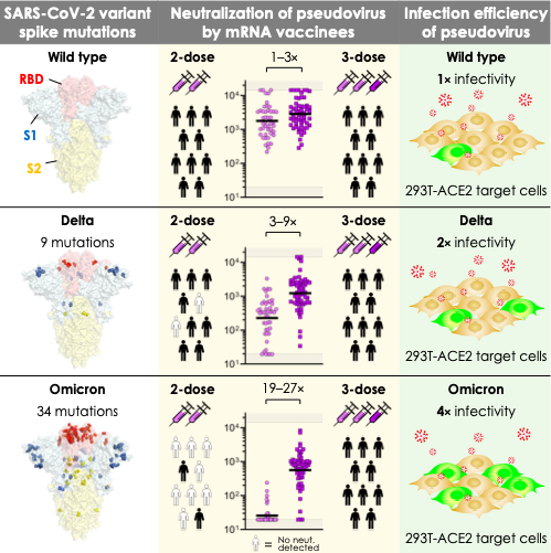 Cell (@cellcellpress) on Twitter photo Two new studies on #Omicron tell us how individuals vaccinated 3x with mRNA vaccines or those with mixed vaccination may be better protected. What does this mean for the #COVID19 pandemic? Read more: bit.ly/3EDxv2i <a href="/BalazsLab/">Balazs Lab</a> bit.ly/32M3FM5 <a href="/snpoehlm/">Stefan Poehlmann</a> #SARSCoV2 Two new studies on #Omicron tell us how individuals vaccinated 3x with mRNA vaccines or those with mixed vaccination may be better protected. What does this mean for the #COVID19 pandemic? Read more: bit.ly/3EDxv2i <a href="/BalazsLab/">Balazs Lab</a> bit.ly/32M3FM5 <a href="/snpoehlm/">Stefan Poehlmann</a> #SARSCoV2