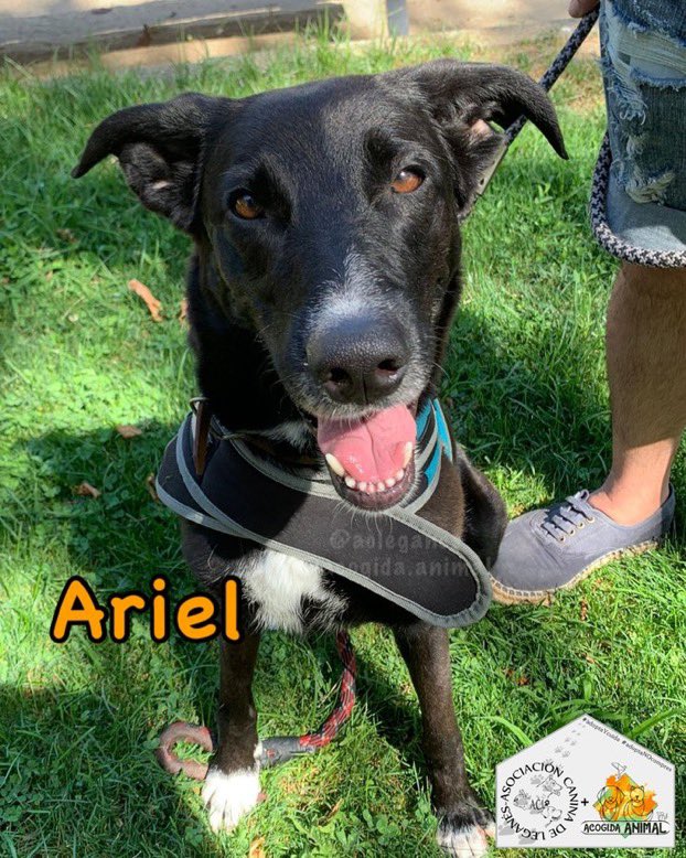 ARIEL
Mestiza-tamaño mediano
6 años aprox

Activa, le encanta jugar. Es mimosa y muy sociable🥰Es una perra increíble, pasea muy bien y va cada vez mejor con la correa!👏

ADOPCIÓN/ACOGIDA EN MADRID Y ALREDEDORES
📩acogidaanimal@gmail.com
Un RT nos ayuda mucho🐶
#adoptaycuida