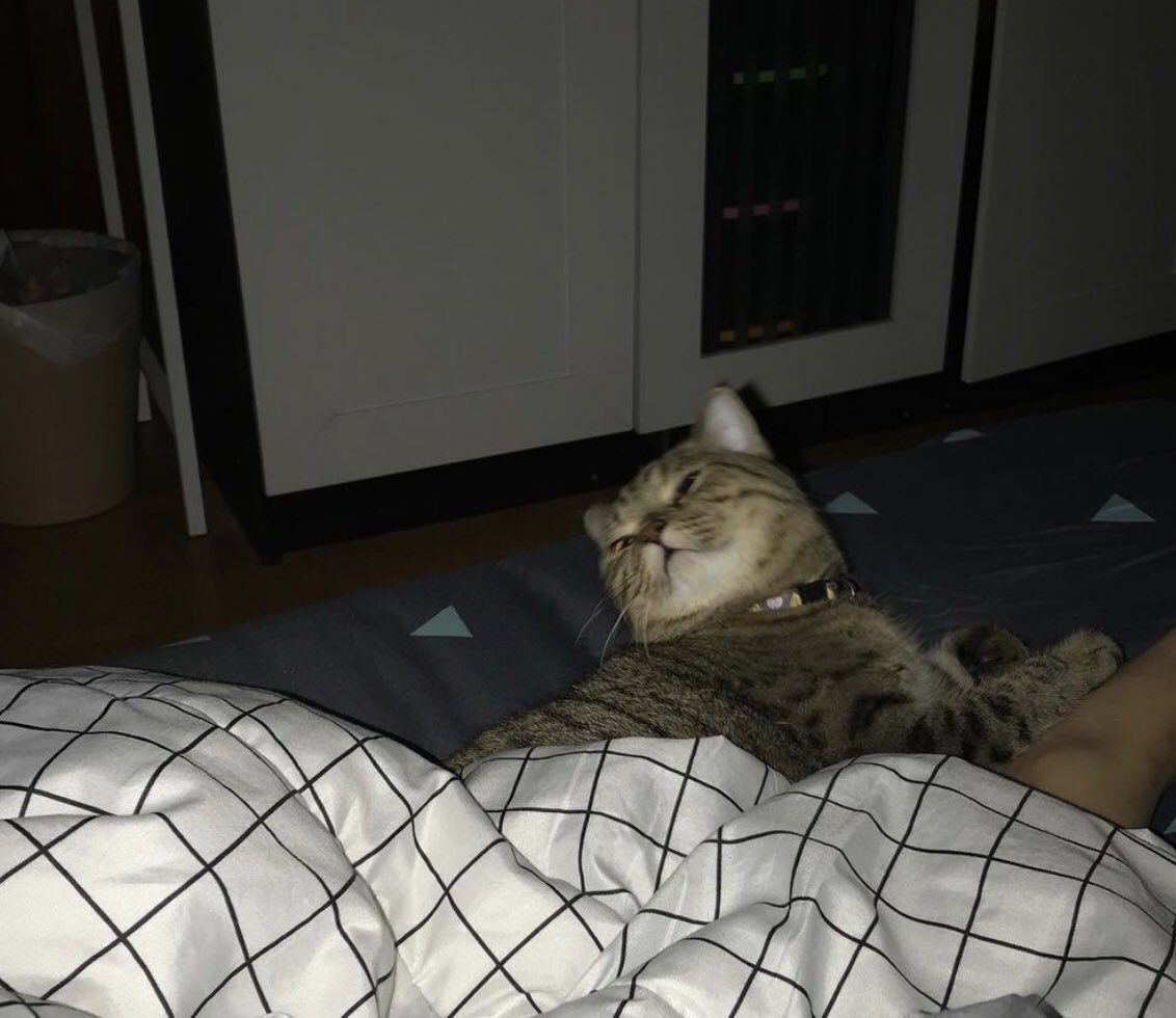 fsxmsD's tweet photo. ⋆｡˚ねこ 🥣･̥꒰ พี่ตุ๋น &amp; น้องตี๋ ꒱  🐱🪄♡´- https://t.co/fJLm23MwsQ