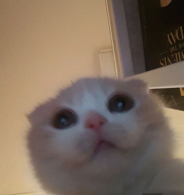 cyjrock's tweet photo. yeonjun as a cat ฅ՞•ﻌ•՞ฅ
— a cute thread https://t.co/zoSWij17JE