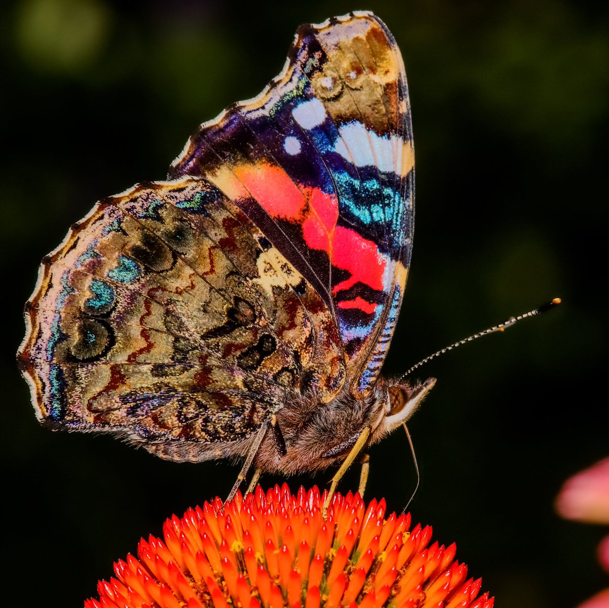 Mijn mooiste foto van dit jaar is dan toch de atalanta, zo kleurrijk en gedetailleerd!📸#mooistefoto2021
