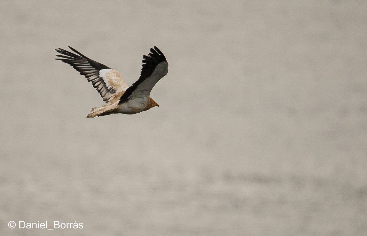 DBM68bcn's tweet photo. La #Miloca (Neophron percnopterus) es pot veure amb relativa facilitat a #Menorca. Tot un luxe!! #Aufrany #Alimoche https://t.co/efKIErXQq0