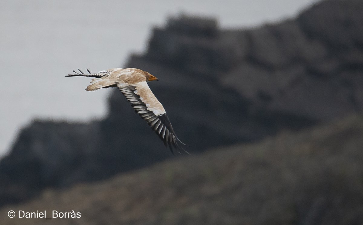 DBM68bcn's tweet photo. La #Miloca (Neophron percnopterus) es pot veure amb relativa facilitat a #Menorca. Tot un luxe!! #Aufrany #Alimoche https://t.co/efKIErXQq0