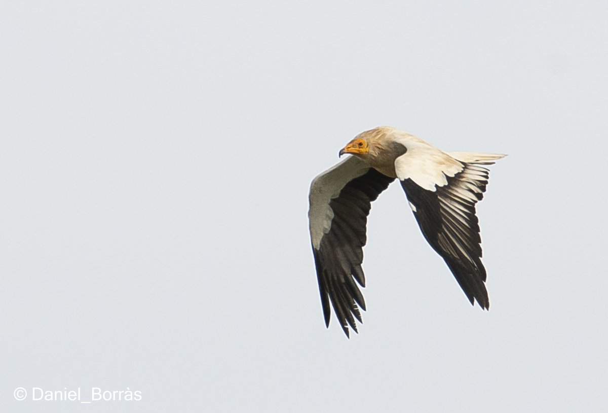 DBM68bcn's tweet photo. La #Miloca (Neophron percnopterus) es pot veure amb relativa facilitat a #Menorca. Tot un luxe!! #Aufrany #Alimoche https://t.co/efKIErXQq0