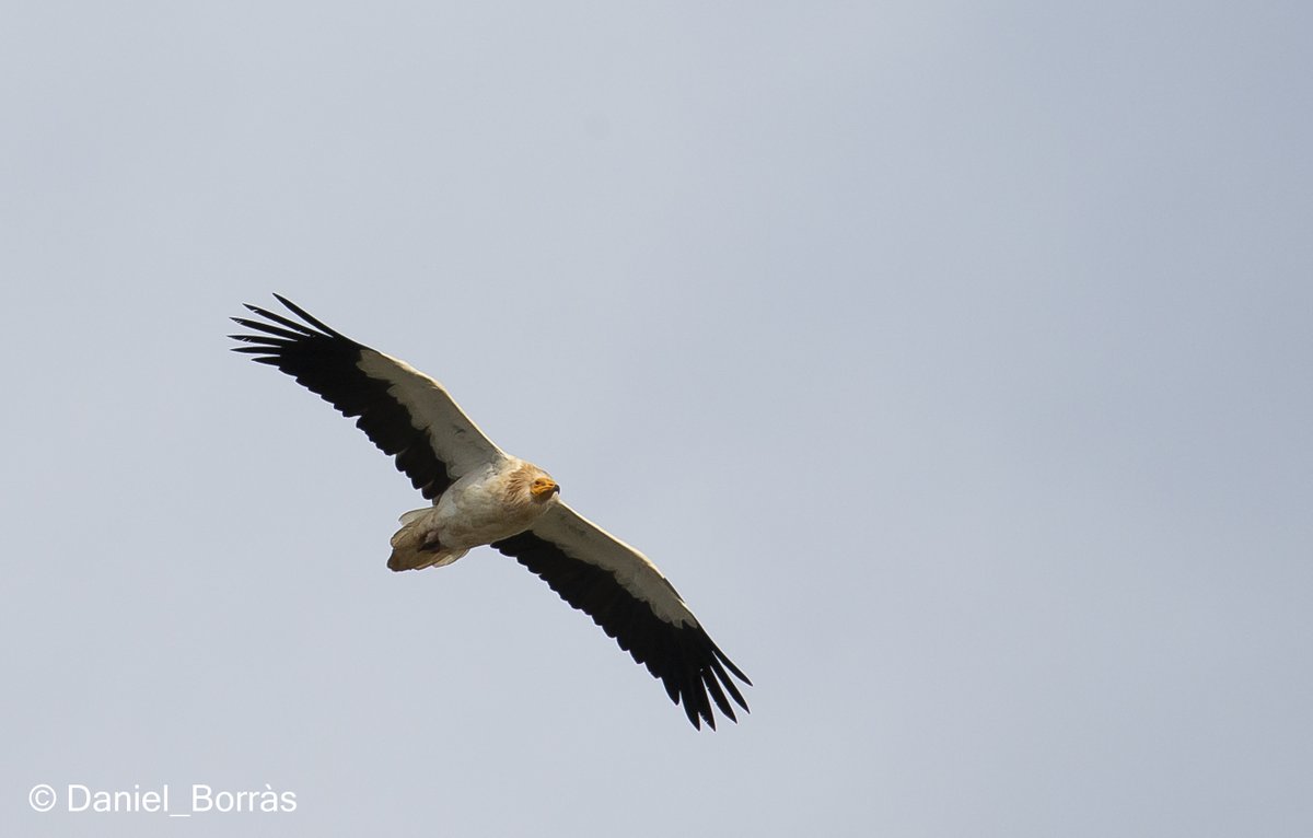 DBM68bcn's tweet photo. La #Miloca (Neophron percnopterus) es pot veure amb relativa facilitat a #Menorca. Tot un luxe!! #Aufrany #Alimoche https://t.co/efKIErXQq0