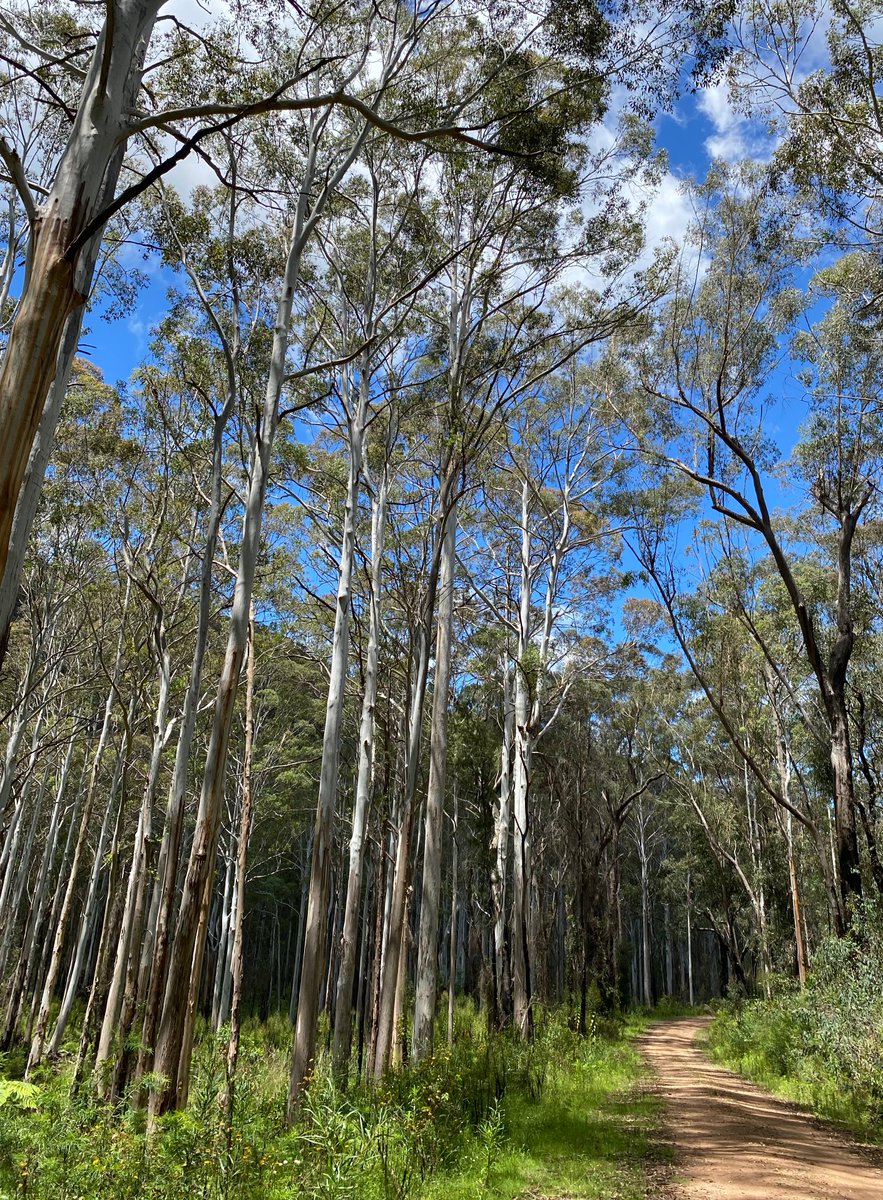 Spent some time with these lovely Blue Gums today

#eucbeaut