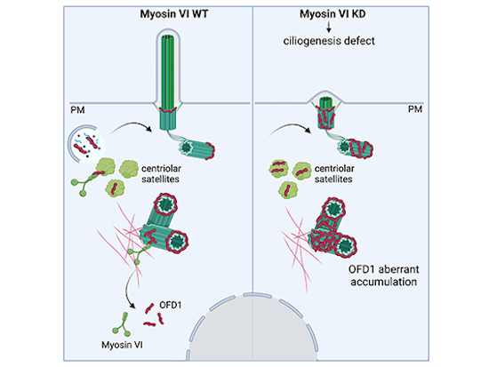 EMBO Reports tweet media