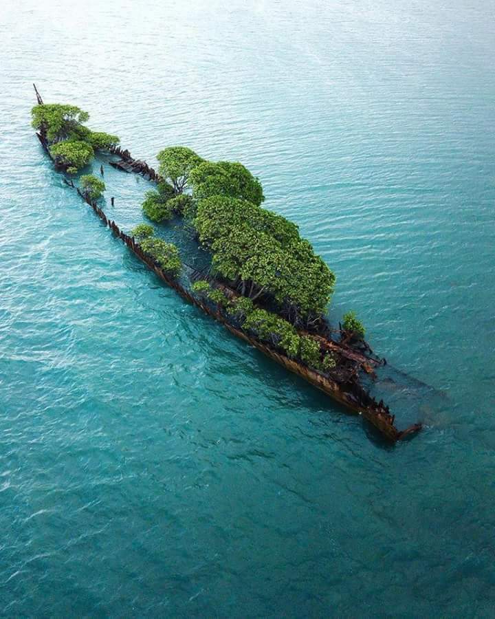 海に浮かぶ植物!オーストラリアにある沈没した艦艇
