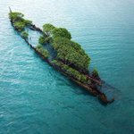 海に浮かぶ植物!オーストラリアにある沈没した艦艇