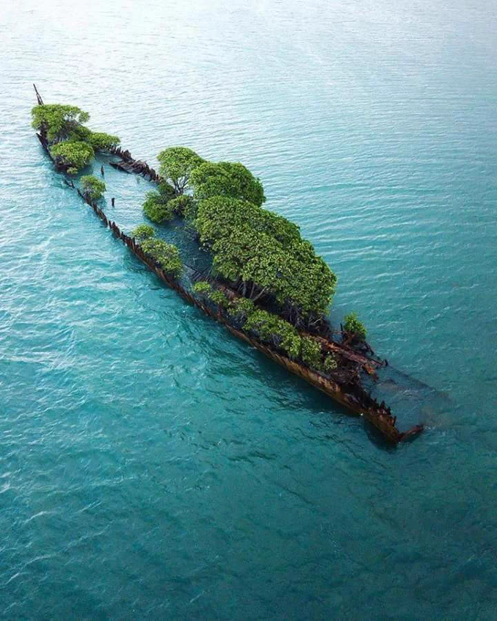 海に浮かぶ植物！オーストラリアにある沈没した艦艇