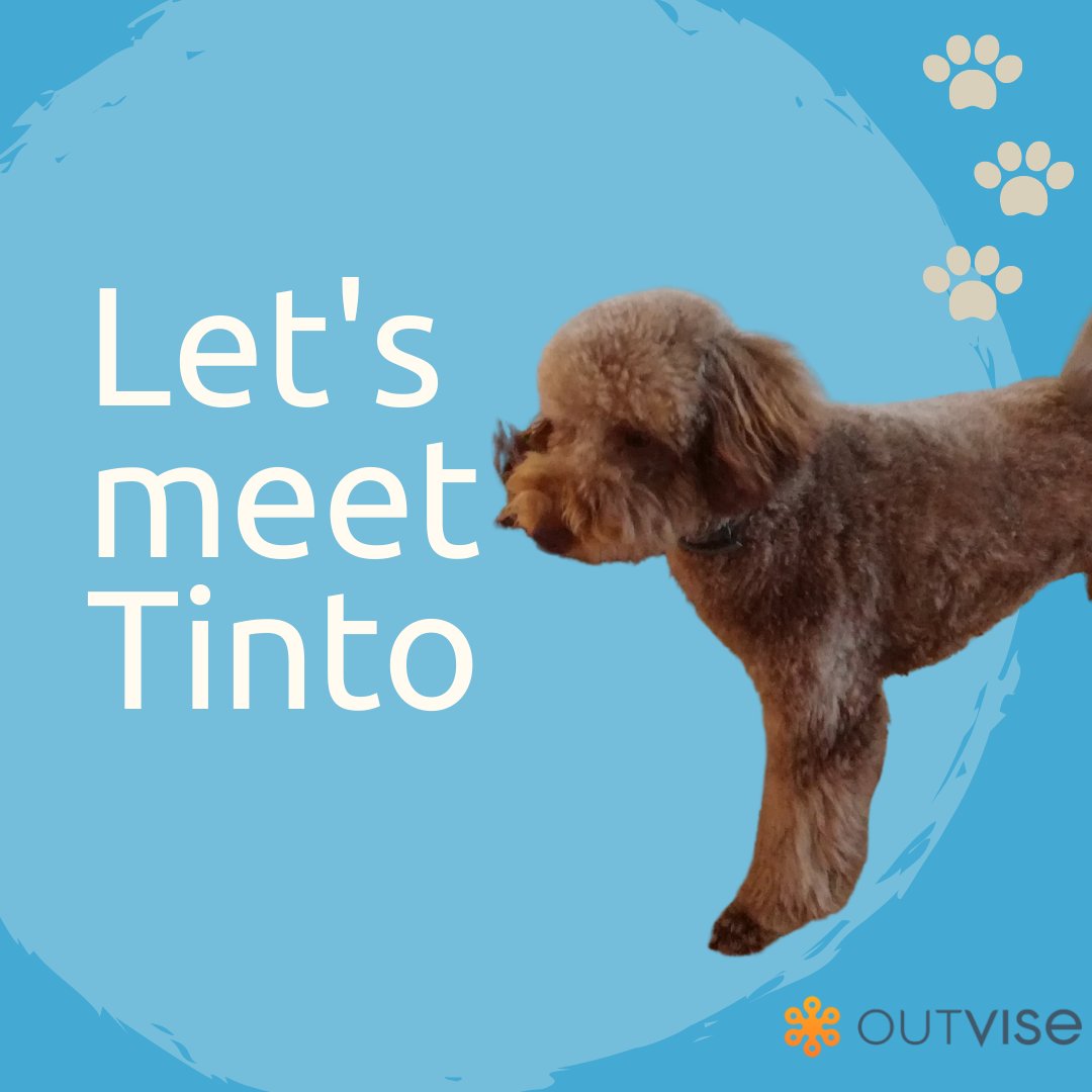 Slowly and surely, workplaces across the world are becoming more Scooby-Doo🐶.

The Outvise team are huge dog lovers, and our office is the perfect hangout for Tinto,
our Head of Marketing Patricia Rodriguez's dog.

#dogsoflinkedin #officedogs #dogsfriendly #team