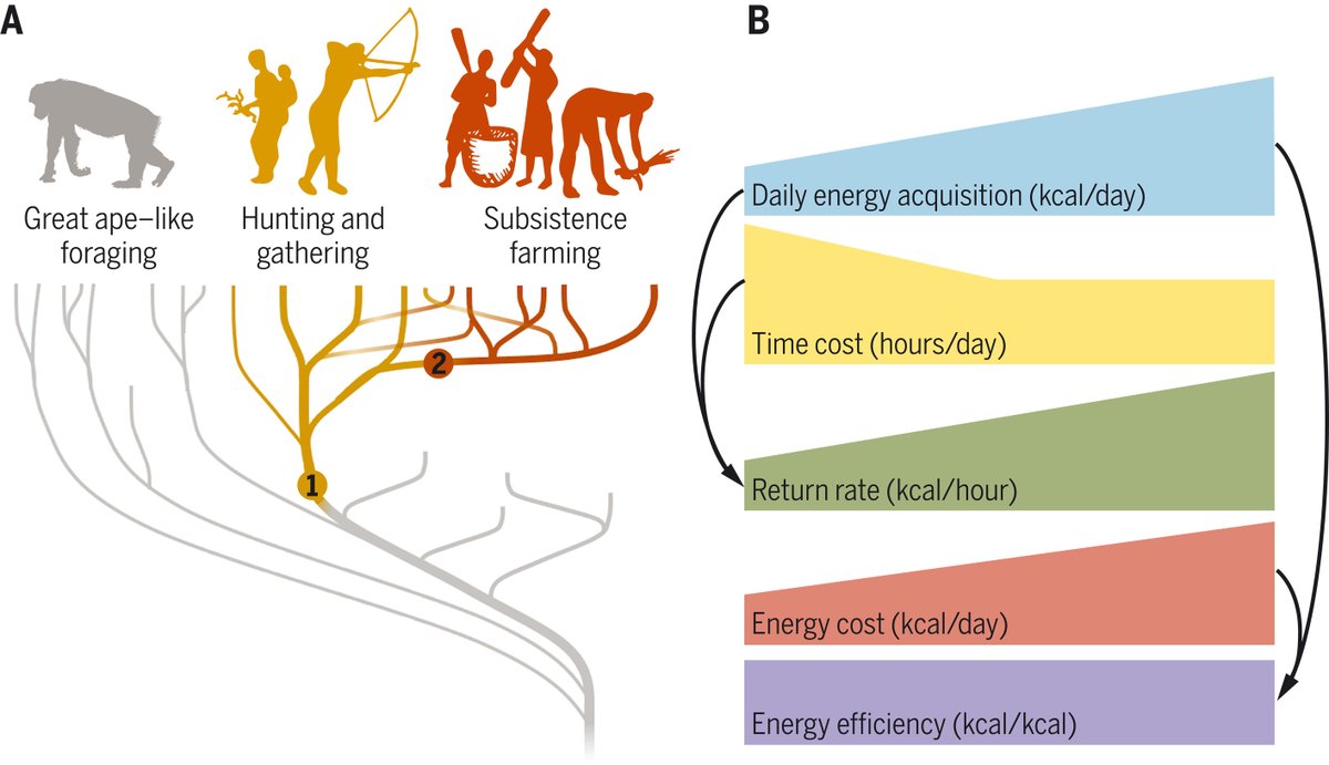 Humans afford the high energetic costs of life not through energy-saving adaptations—such as bipedalism or sophisticated tool use—but by acquiring energy at a far greater rate than our closest evolutionary great ape cousins, a new Science study finds. fcld.ly/iw9h975