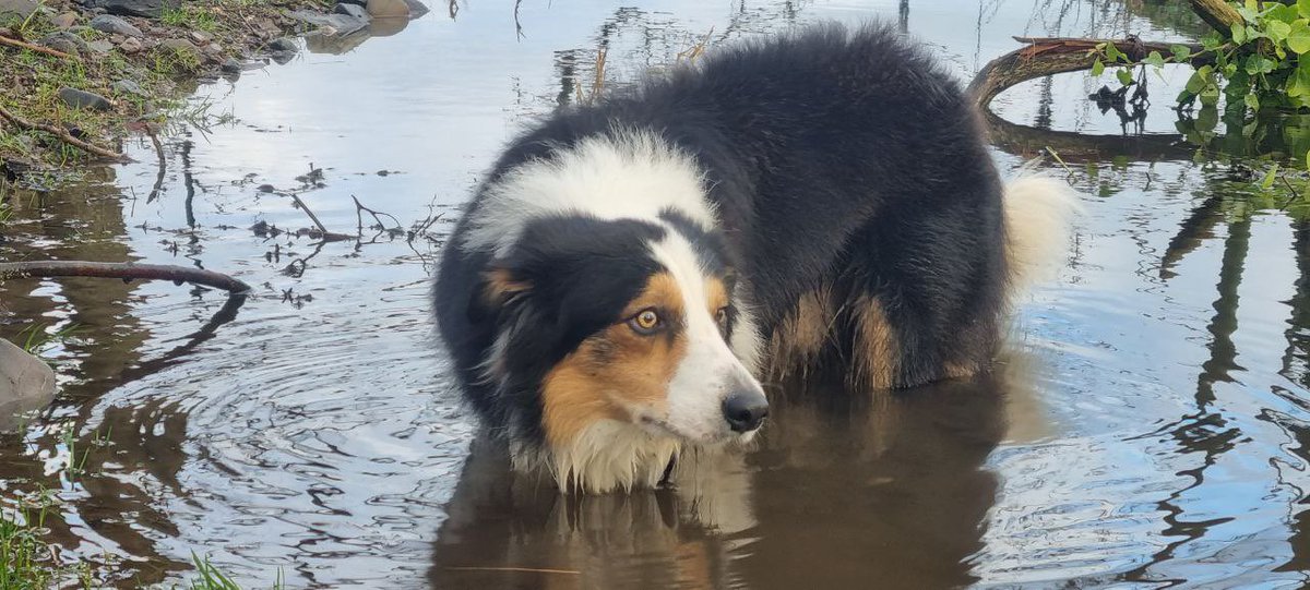 Angel Nemo Newfoundland tweet media