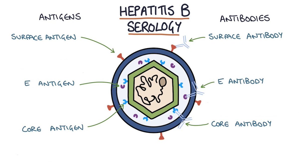 Вирусный гепатит антиген. Антигены вируса гепатита с. Антигены гепатита в. Поверхностный антиген вируса гепатита в HBSAG. Поверхностные антигены HBV.