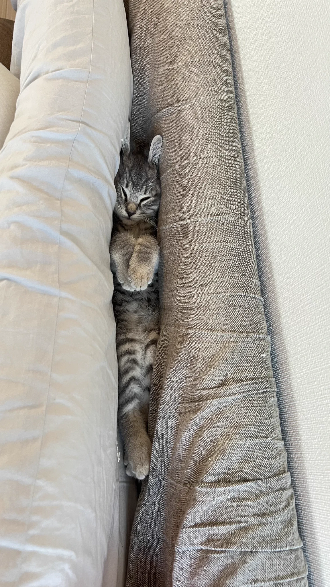愛猫がいなくなった！？焦って探しまくった結果がこれｗｗ