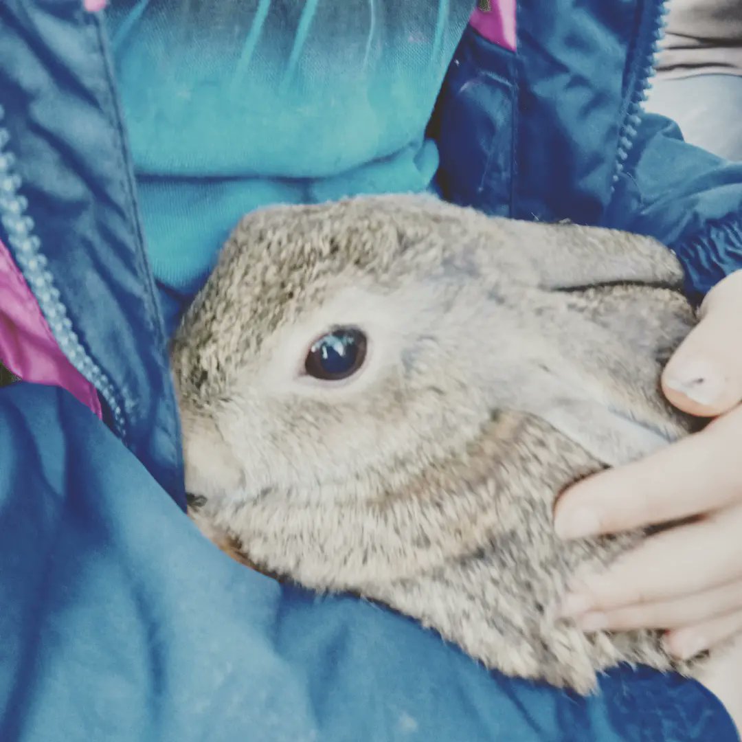 Tanquem l'any amb l'arribada dels #conills! 
Amb el suport de:
Generalitat de Catalunya
Departament d'Acció climàtica, Alimentació i Agenda rural.
#AjutsCdT 
#custodiaterritori 
#territoriisostenibilitat
<a href="/mediambientcat/">Medi Natural.Gencat</a> <a href="/XCNatura/">XCN</a>