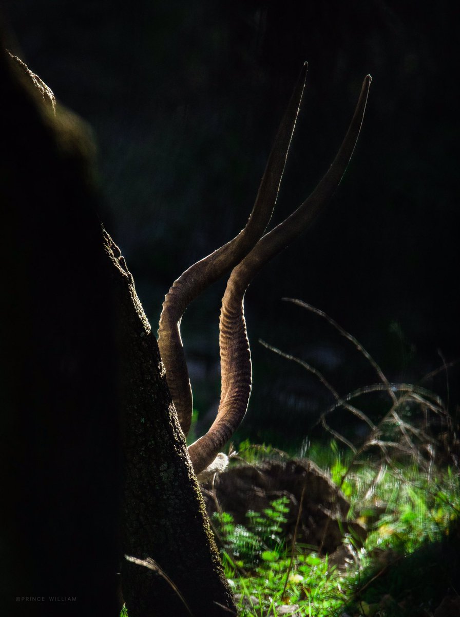 OleePrince's tweet photo. #anotherworld  #natureonly #nature_brilliance #naturewalk #naturephotography #wildlife #netgeo #netgeowild #wilderness #wildlifeart #wildlifephotography #earthcapture #cuteanimals #animals #animallovers #animallove #exclusive_wildlife #animalinworld #earth #amazingphotohunter https://t.co/0IBIwE2s8t