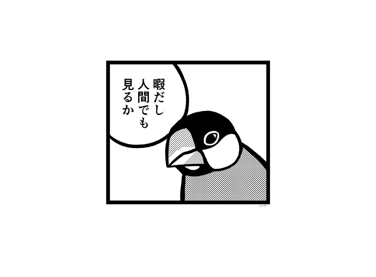 暇だし文鳥でも見るか 