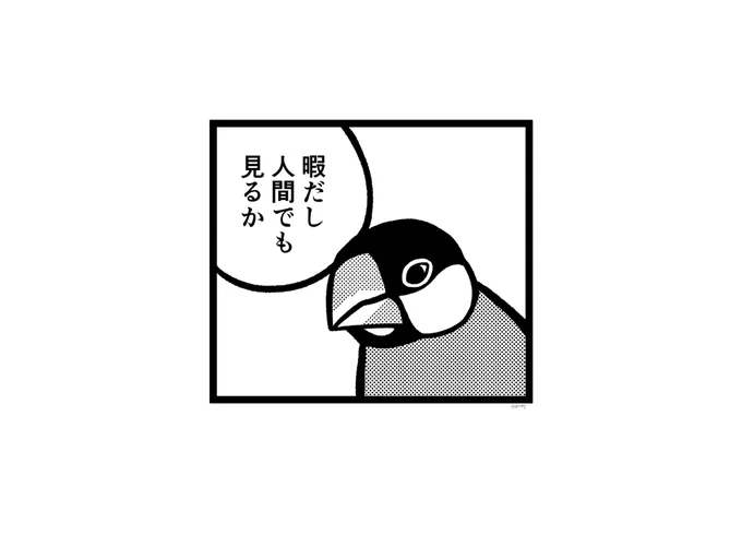 暇だし文鳥でも見るか 