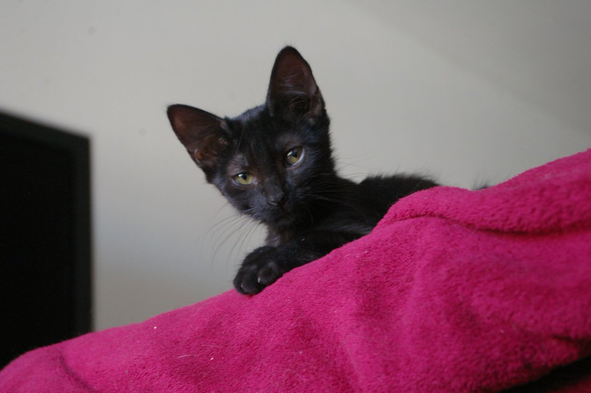 gatos_ar's tweet photo. Sugar 🍭 en adopción!

Gatita toda negra busca una familia para siempre! Fue rescatada en B° Villa La Bolsa y ya está en condiciones de tener un humane para tooooda la vida, nos ayudan? Dale RTW!

@gabuleta @VivireNuevaCba @VivirEnNuevaCba @VivireNuevaCor 

#AdoptaNoCompres ❤️ https://t.co/7cTYoBRbDW
