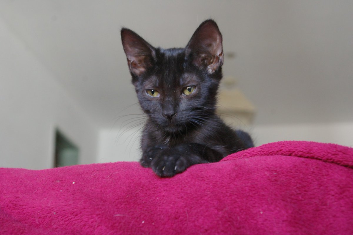 Sugar 🍭 en adopción!

Gatita toda negra busca una familia para siempre! Fue rescatada en B° Villa La Bolsa y ya está en condiciones de tener un humane para tooooda la vida, nos ayudan? Dale RTW!

<a href="/gabuleta/">Gabu</a> <a href="/VivireNuevaCba/">VivirenNuevaCórdoba®</a> <a href="/VivirEnNuevaCba/">Vivir en Nueva Cba</a> <a href="/VivireNuevaCor/">VivireNuevaCórdoba</a> 

#AdoptaNoCompres ❤️