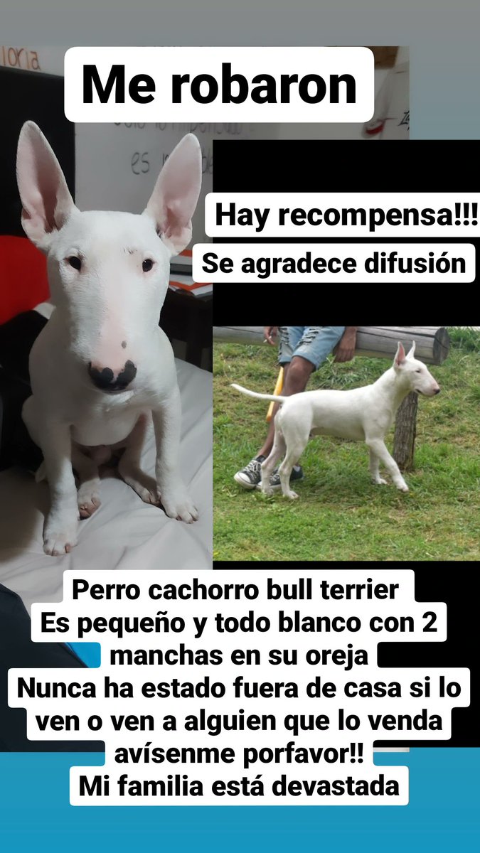 Una parte de mi corazón está perdida, les ruego difusión, si lo han visto o ven a alguien que lo venda por favor contactarse 26120255340