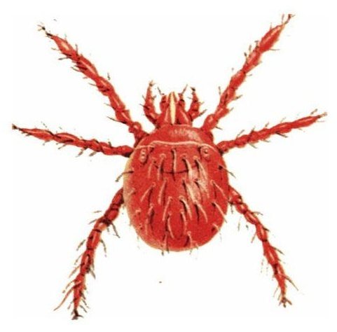 hishamahmedimad's tweet photo. Avoiding exposure to the larval stage of the #chigger mite can prevent falling ill with scrub typhus. https://t.co/w9wwJ4rWdG