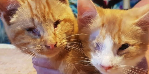 Blind Kittens Adopted Together By Loving Family Who Has A Soft Spot For Special Needs Cats: bit.ly/3Hf5G26