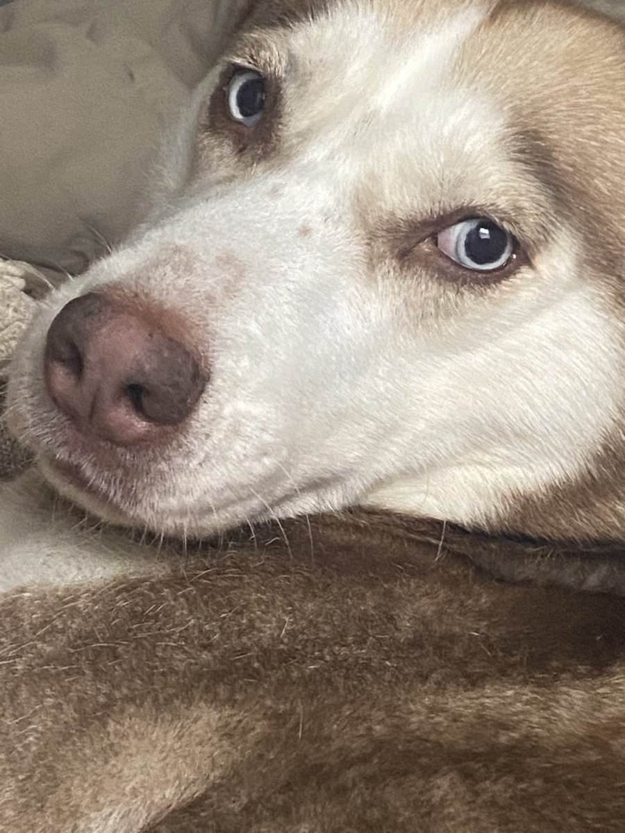 cinnabrit's tweet photo. Nova’s surgery to remove her tumor is today so everyone please wish my little girl some good luck!  :) https://t.co/XUloDD8Rev