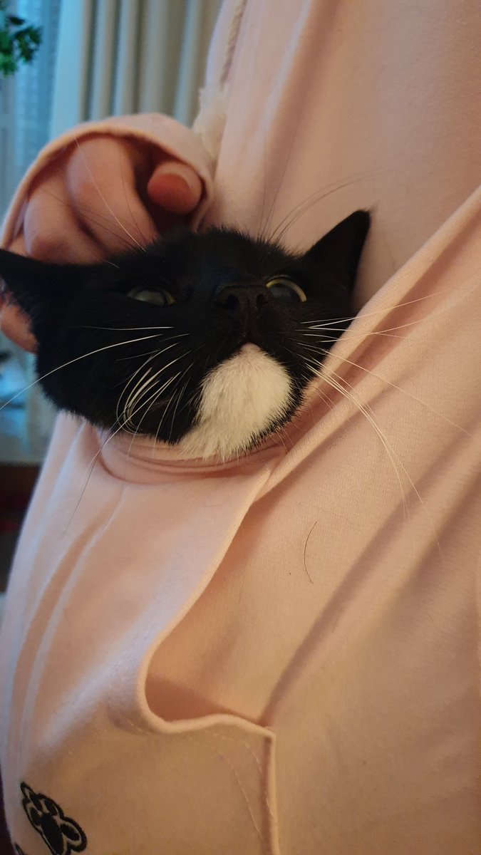 fragglejock76's tweet photo. Flo and her healing powers 
#catto #CatsOnTwitter #CatsOfTwitter #COVID19 #GetVaxxed https://t.co/lAGBLqenMT