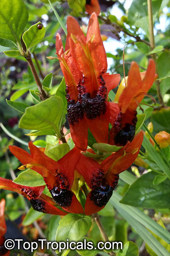 toptropicals's tweet photo. Ruttya Fruticosa Orange - Rabbit Ears is beautiful vining very #rareshrub covered with very unusual dark orange flowers resembling rabbit's head with ears. Blooms in Winter through Spring and Summer. Attracts hummingbirds and butterflies.

https://t.co/FaXOgU7sdW
#WednesdayWisdom https://t.co/Yg4595uD9r