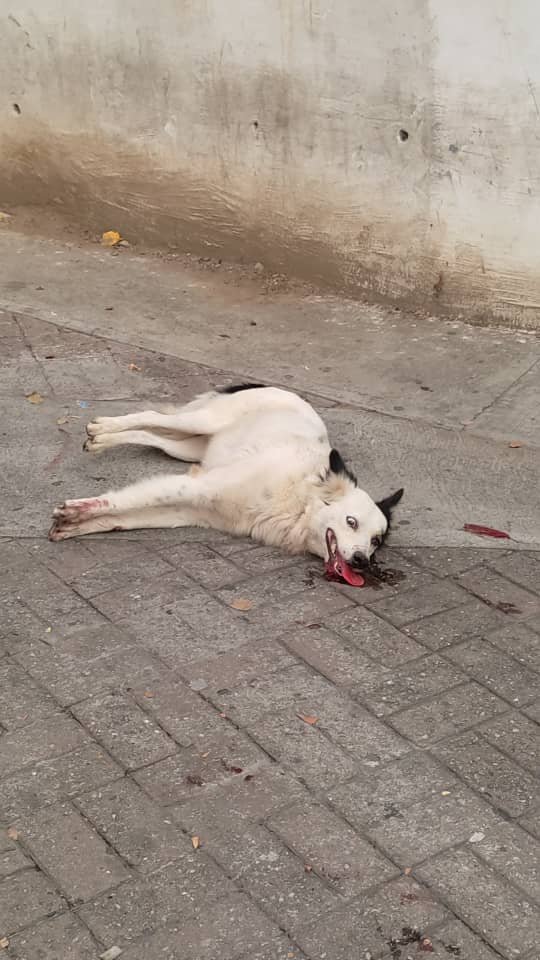 PerroUsuario Wof '•' tweet media