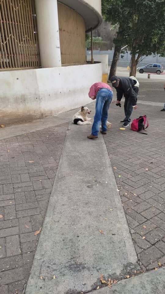 #AYUDAAAA por favor RT <a href="/manosdlsangeles/">manosdelosangeles</a>: #urgente este peludo fue lanzando de la parte alta del centro comercial palo verde, solicitan apoyo de protecciónistas de la zona y algún veterinario que lo valla a ver, información que nos llega por Whatsapp.