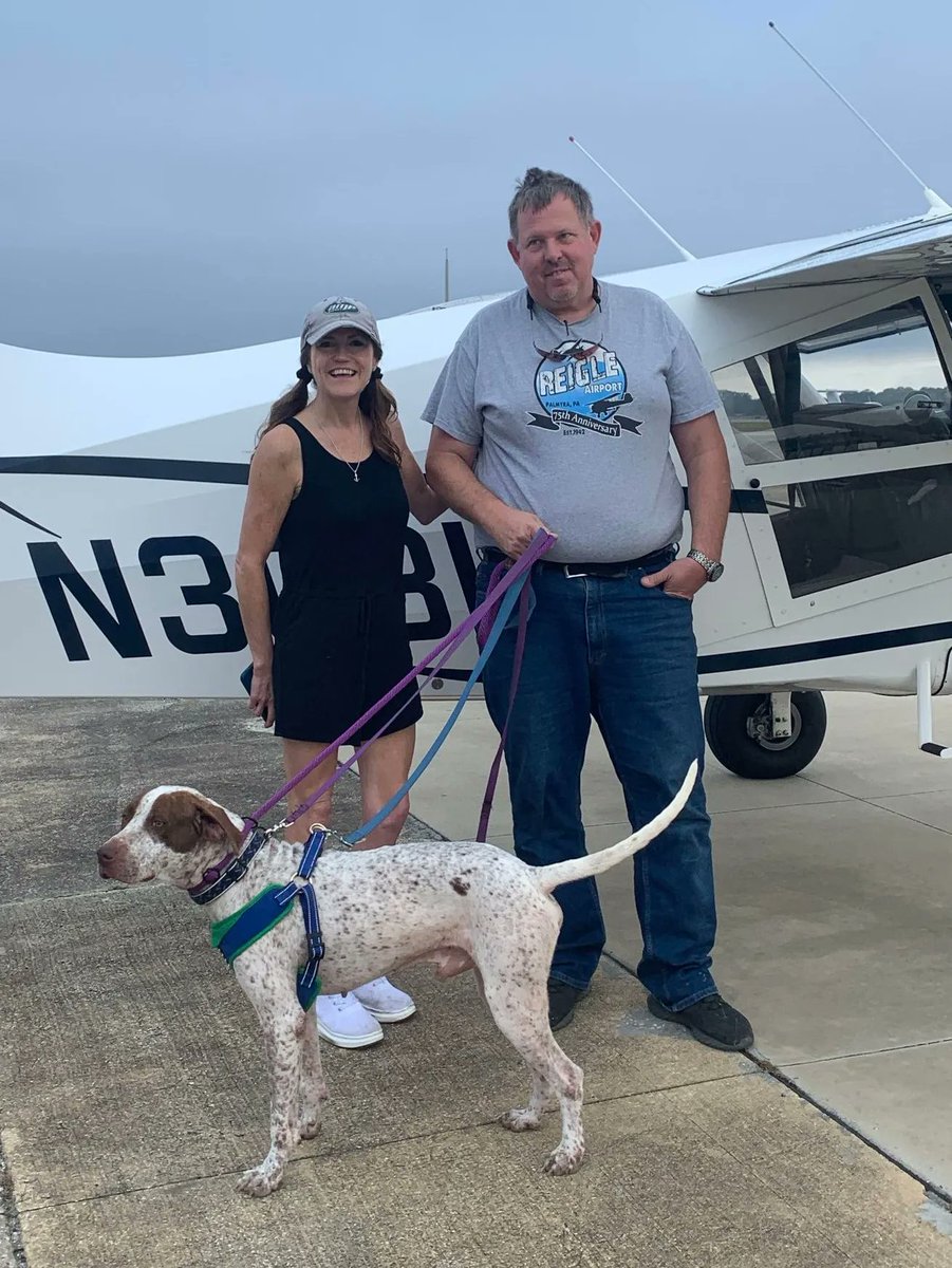 PilotsNPaws's tweet photo. There was a Pointer in Clewiston, FL who had a rescue offer but had no way to get to his furever home. Enter PNP pilot Mark. He flew this Pointer to the rescue who put him in touch with his new pet parents. This beautiful boy is safe and comfortable! #pilotsnpaws #pointerrescue https://t.co/u99XxrR4kG