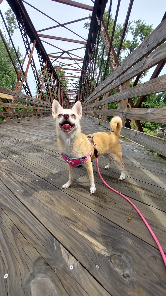 eatsleeprvrpt's tweet photo. We LOVED the #hike on the #NorwottuckRailTrail. The trail was beautiful & everyone we passed was extremely pleasant. If we lived in the area, I'm confident we'd frequently get our steps in here.
#rvlife #truckbedcamping #roadtrip #northhamptonma #hikingwithdogs #gettingourstepsin https://t.co/vSdYzHqGAR