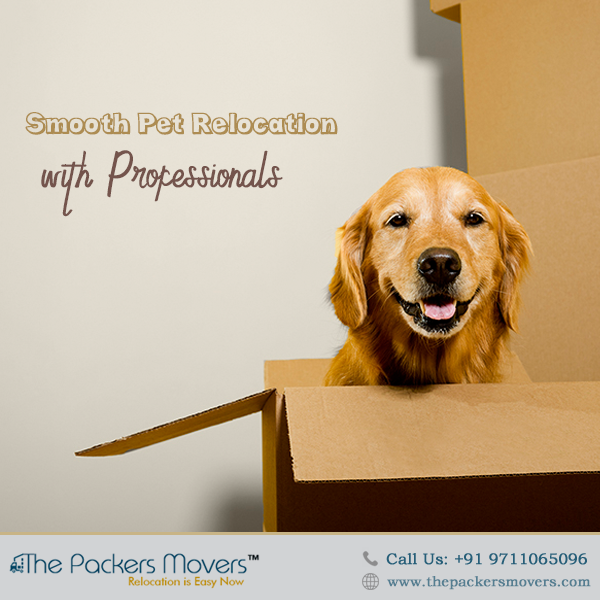 thepackermover's tweet image. With Thepackersmovers.com, you can hire reliable &amp;amp; skilled #movingcompanies for #plantrelocation, #petrelocation, &amp;amp; even #officerelocation.
So, whatever the need is, The Packers Movers are there to help!!
Contact Us:thepackersmovers.com/relocation-ser…
#packersmoversIndia #movingcompanies