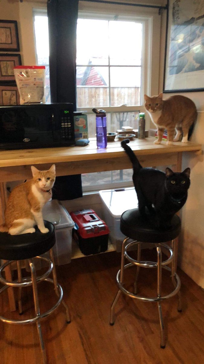 AmylouAhava's tweet photo. Every morning I give the cats wet food. However, I forgot to buy more wet food last night, so now I fear for my life. #AshCat #Hemingway #Pennywise #3Agianst1 #DoNotForgetWetFood #Cats https://t.co/l3Ew3bo7g1